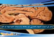 أي أجزاء الجهاز العصبي ذو علاقة باستجابة المواجهة أو الهروب؟