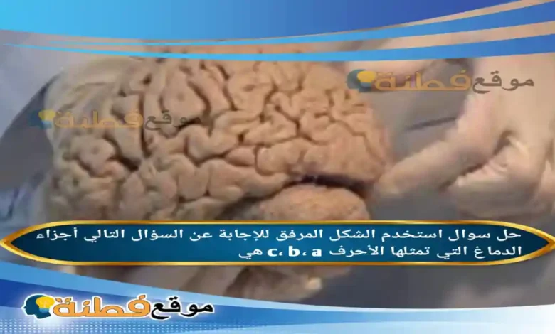استخدم الشكل المرفق للإجابة عن السؤال التالي أجزاء الدماغ التي تمثلها الأحرف c، b، a هي