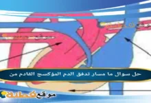 ما مسار تدفق الدم المؤكسج القادم من