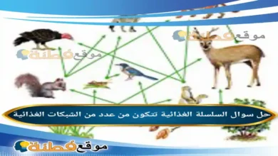 السلسلة الغذائية تتكون من عدد من الشبكات الغذائية