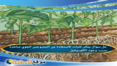 يمكن للنبات الاستفادة من النيتروجين الجوي مباشرة بسبب وجود الكلوروفيل.