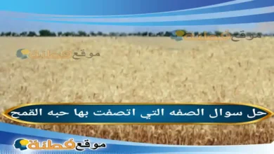 الصفه التي اتصفت بها حبه القمح