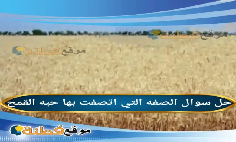 الصفه التي اتصفت بها حبه القمح