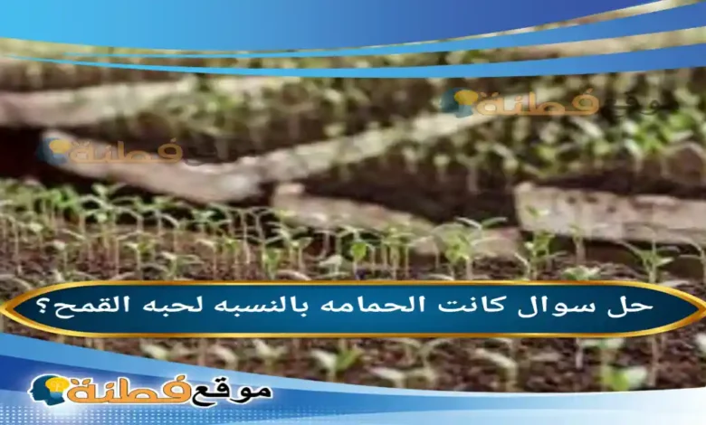 كانت الحمامه بالنسبه لحبه القمح؟ 