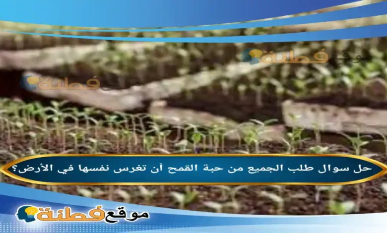 طلب الجميع من حبة القمح أن تغرس نفسها في الأرض؟ 