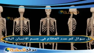 كم عدد العظام في جسم الانسان البالغ