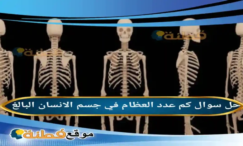 كم عدد العظام في جسم الانسان البالغ