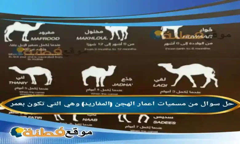 من مسميات اعمار الهجن المفاريد وهي التي تكون بعمر