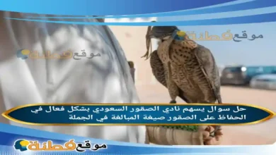 يسهم نادي الصقور السعودي بشكل فعال في الحفاظ على الصقور صيغة المبالغة في الجملة