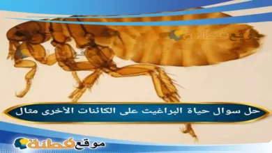 حياة البراغيث على الكائنات الأخرى مثال