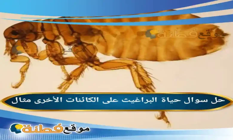 حياة البراغيث على الكائنات الأخرى مثال