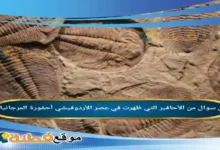 من الأحافير التي ظهرت في عصر الأردوفيشي أحفورة المرجانيات