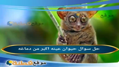 حيوان عينه اكبر من دماغه