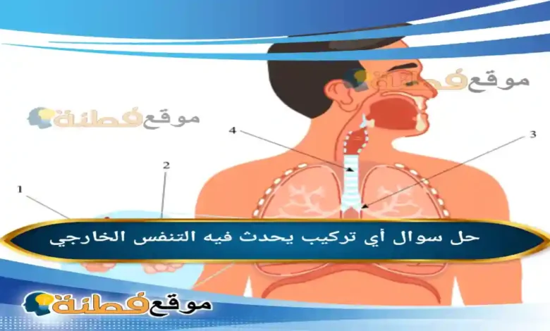 أي تركيب يحدث فيه التنفس الخارجي