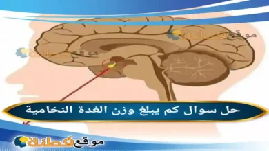 كم يبلغ وزن الغدة النخامية