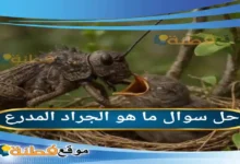 ما هو الجراد المدرع