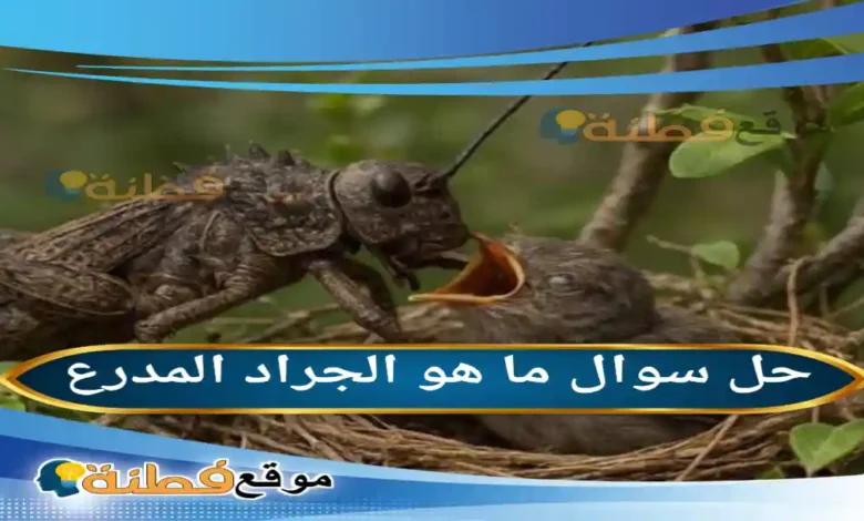 ما هو الجراد المدرع