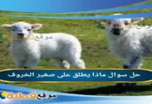 ماذا يطلق على صغير الخروف