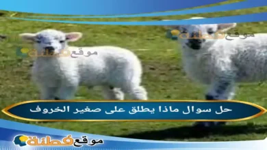 ماذا يطلق على صغير الخروف