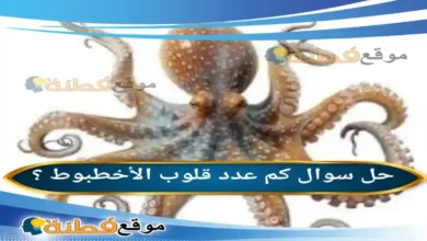 كم عدد قلوب الأخطبوط ؟