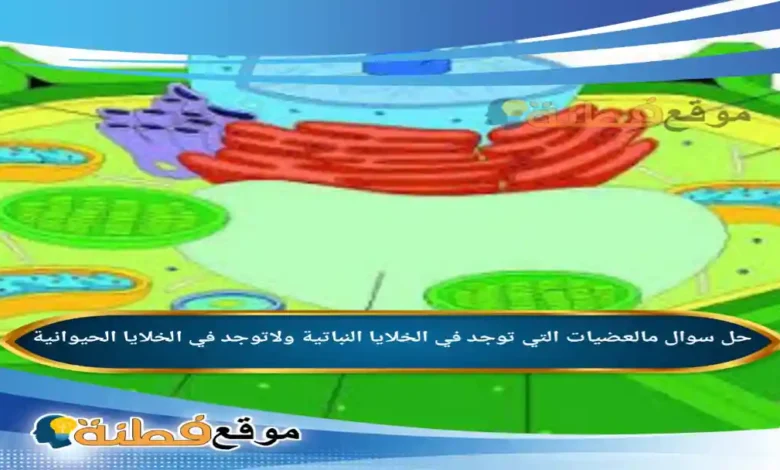 مالعضيات التي توجد في الخلايا النباتية ولاتوجد في الخلايا الحيوانية؟