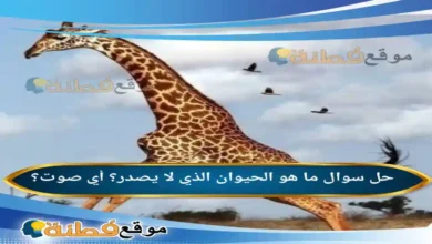 ما هو الحيوان الذي لا يصدر؟ أي صوت؟