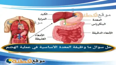 ما وظيفة المعدة الأساسية في عملية الهضم