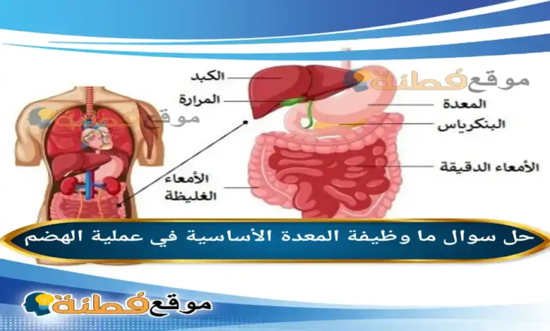 ما وظيفة المعدة الأساسية في عملية الهضم