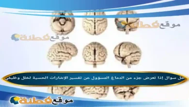إذا تعرض جزء من الدماغ المسؤول عن تفسير الإشارات الحسية لخلل وظيفي