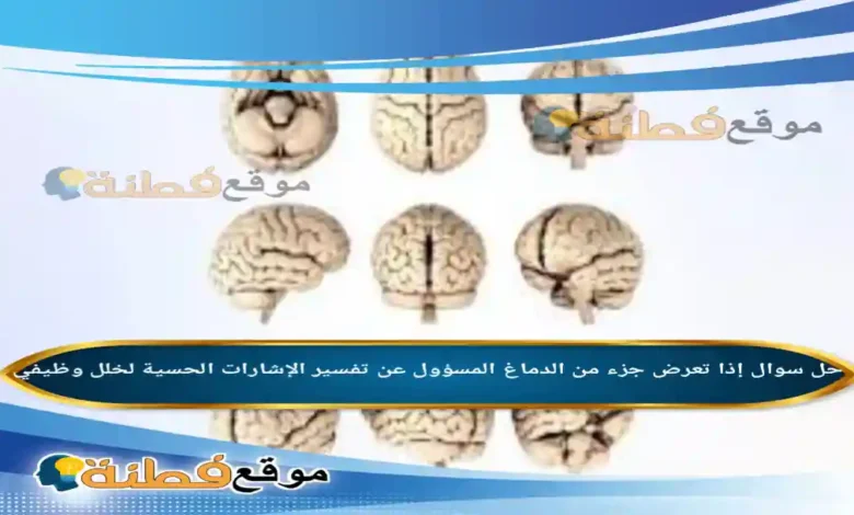 إذا تعرض جزء من الدماغ المسؤول عن تفسير الإشارات الحسية لخلل وظيفي