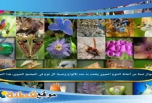 نمط من أنماط التنوع الحيوي يقصد به عدد الأنواع ونسبة كل نوع في المجتمع الحيويِ، هذا النمط