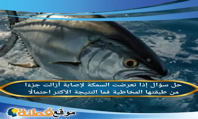 إذا تعرضت السمكة لإصابة أزالت جزءًا من طبقتها المخاطية فما النتيجة الأكثر احتمالًا