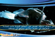 سمكة تعيش في أعماق كبيرة ذات إضاءة ضعيفة، أي تكيف بصري يُتوقع أن تمتلكه