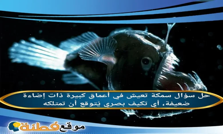 سمكة تعيش في أعماق كبيرة ذات إضاءة ضعيفة، أي تكيف بصري يُتوقع أن تمتلكه