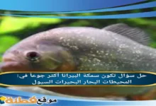 تكون سمكة البيرانا أكثر جوعاً في: المحيطات البحار البحيرات السيول