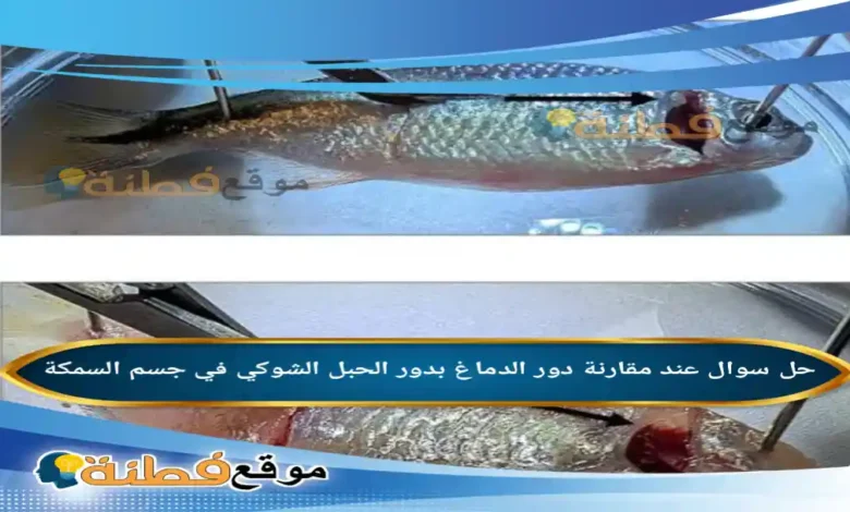 عند مقارنة دور الدماغ بدور الحبل الشوكي في جسم السمكة