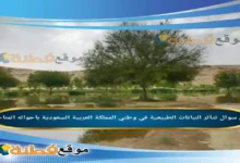 تتأثر النباتات الطبيعية في وطني المملكة العربية السعودية بأحواله المناخية.