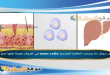 إذا وضعت الخلايا الجذعية stem cells في ظروف معينة فإنها تنمو