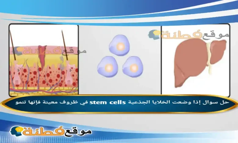 إذا وضعت الخلايا الجذعية stem cells في ظروف معينة فإنها تنمو