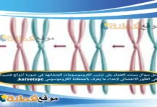يستند العلماء على ترتيب الكروموسومات المتشابهة في صورة أزواج قصيرة في الطور الانفصالي لإعداد ما يُعرف بالمخطط الكروموسومي karyotype.