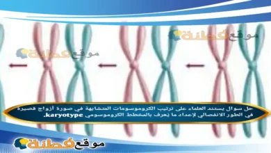 يستند العلماء على ترتيب الكروموسومات المتشابهة في صورة أزواج قصيرة في الطور الانفصالي لإعداد ما يُعرف بالمخطط الكروموسومي karyotype.