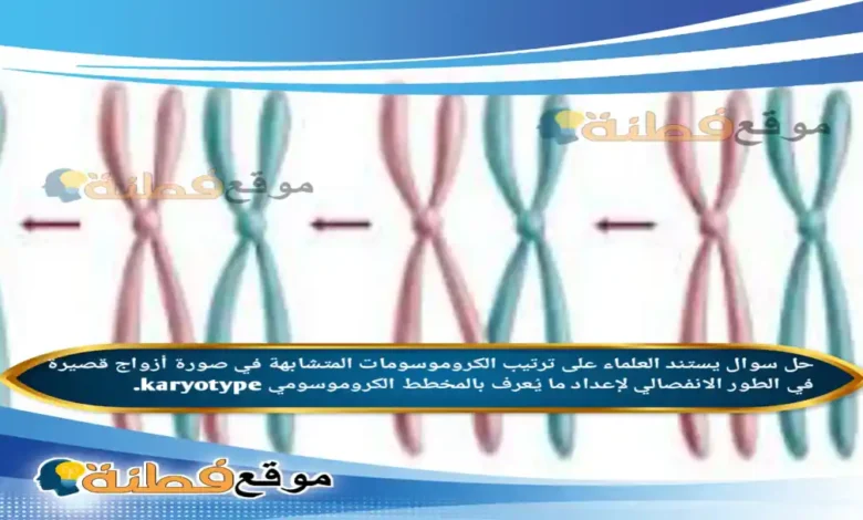 يستند العلماء على ترتيب الكروموسومات المتشابهة في صورة أزواج قصيرة في الطور الانفصالي لإعداد ما يُعرف بالمخطط الكروموسومي karyotype.