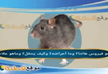 ما هو فيروس هانتا؟ ماهو علاجة؟ وما أعراضه؟ وكيف ينتقل
