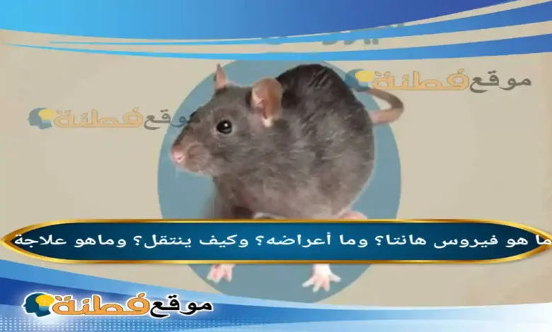 ما هو فيروس هانتا؟ ماهو علاجة؟ وما أعراضه؟ وكيف ينتقل