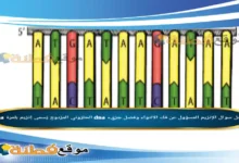 الإنزيم المسؤول عن فك الالتواء وفصل جزيء dna الحلزوني المزدوج يُسمى إنزيم بلمرة dna.