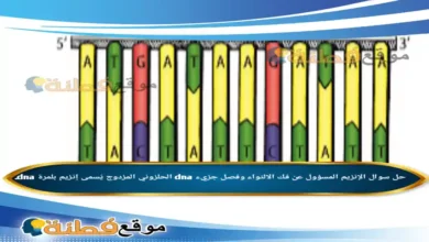 الإنزيم المسؤول عن فك الالتواء وفصل جزيء dna الحلزوني المزدوج يُسمى إنزيم بلمرة dna.