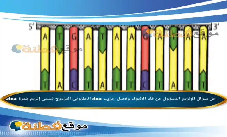 الإنزيم المسؤول عن فك الالتواء وفصل جزيء dna الحلزوني المزدوج يُسمى إنزيم بلمرة dna.