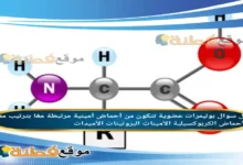 بوليمرات عضوية تتكون من أحماض أمينية مرتبطة معًا بترتيب معي الأحماض الكربوكسيلية الأمينات البروتينات الأميدات