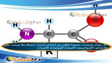 بوليمرات عضوية تتكون من أحماض أمينية مرتبطة معًا بترتيب معي الأحماض الكربوكسيلية الأمينات البروتينات الأميدات