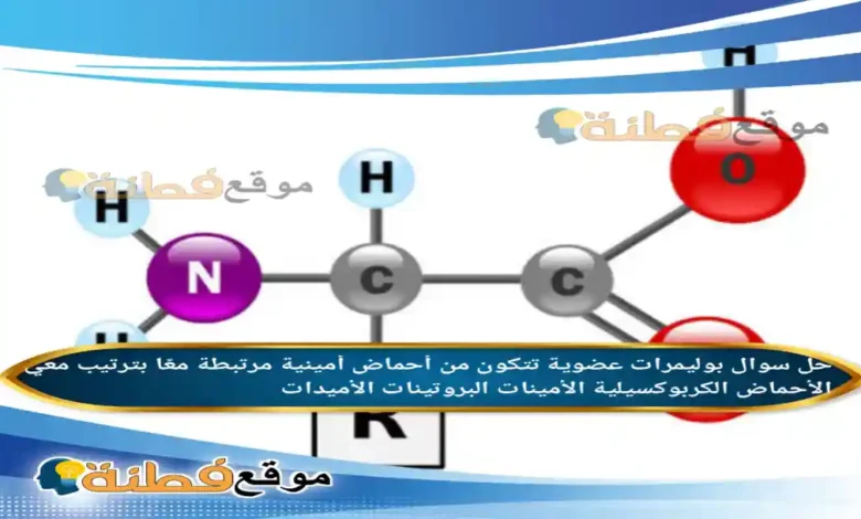 بوليمرات عضوية تتكون من أحماض أمينية مرتبطة معًا بترتيب معي الأحماض الكربوكسيلية الأمينات البروتينات الأميدات